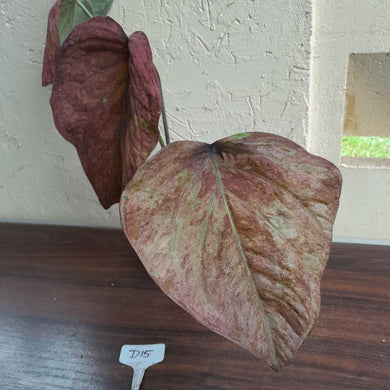 #D15 Caladium