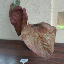 Load image into Gallery viewer, #D15 Caladium