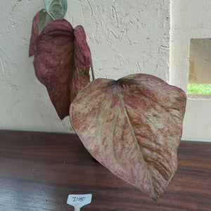 #D15 Caladium