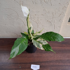 #D18 Highly Variegated Spathiphyllum Domino