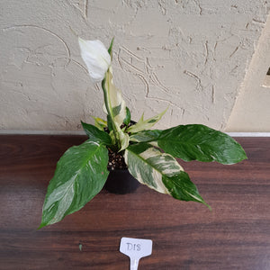 #D18 Highly Variegated Spathiphyllum Domino