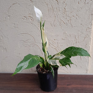 #D18 Highly Variegated Spathiphyllum Domino