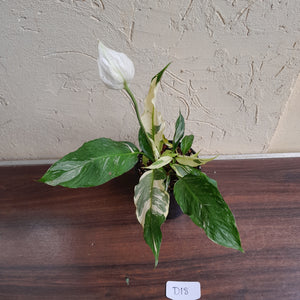 #D18 Highly Variegated Spathiphyllum Domino