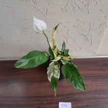 Load image into Gallery viewer, #D18 Highly Variegated Spathiphyllum Domino