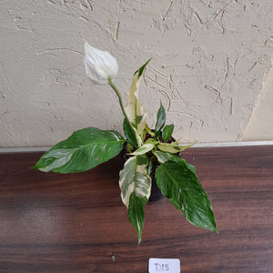 #D18 Highly Variegated Spathiphyllum Domino