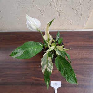 #D18 Highly Variegated Spathiphyllum Domino