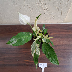 #D18 Highly Variegated Spathiphyllum Domino