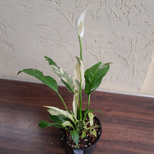 #D18 Highly Variegated Spathiphyllum Domino