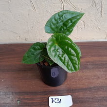 Load image into Gallery viewer, #R31 Anthurium Ochranthum x Luxurians - With Pup