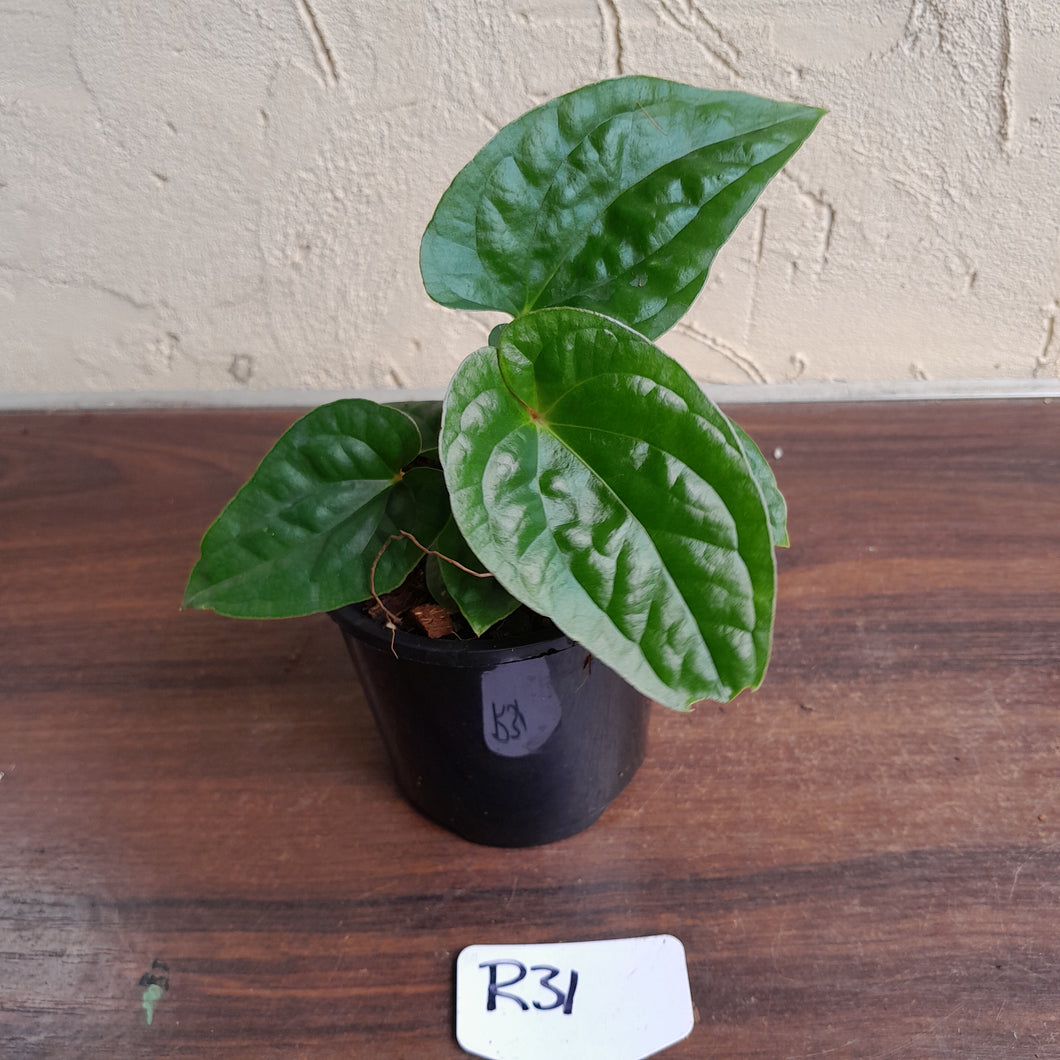 #R31 Anthurium Ochranthum x Luxurians - With Pup