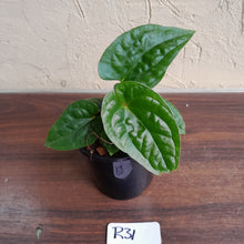 Load image into Gallery viewer, #R31 Anthurium Ochranthum x Luxurians - With Pup