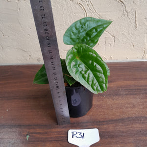 #R31 Anthurium Ochranthum x Luxurians - With Pup