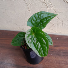 Load image into Gallery viewer, #R31 Anthurium Ochranthum x Luxurians - With Pup