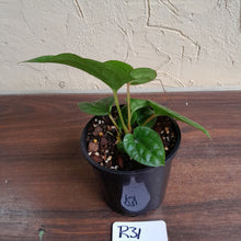 Load image into Gallery viewer, #R31 Anthurium Ochranthum x Luxurians - With Pup