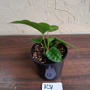 #R31 Anthurium Ochranthum x Luxurians - With Pup