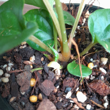 Load image into Gallery viewer, #R31 Anthurium Ochranthum x Luxurians - With Pup