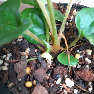 #R31 Anthurium Ochranthum x Luxurians - With Pup