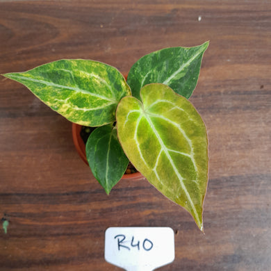 #R40 Variegated Anthurium Forgetii x - With Variegated Pup