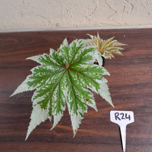 Load image into Gallery viewer, #R24 Begonia Anita