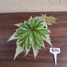 Load image into Gallery viewer, #R24 Begonia Anita