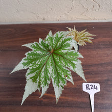 Load image into Gallery viewer, #R24 Begonia Anita