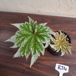 #R24 Begonia Anita