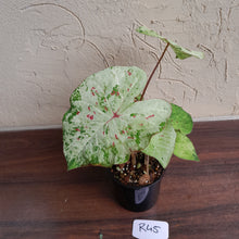 Load image into Gallery viewer, #R45 Caladium - Multiple in Pot