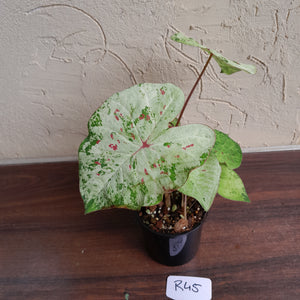 #R45 Caladium - Multiple in Pot