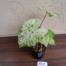 Load image into Gallery viewer, #R45 Caladium - Multiple in Pot