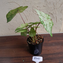 Load image into Gallery viewer, #R45 Caladium - Multiple in Pot