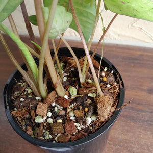 #R45 Caladium - Multiple in Pot