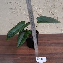 Load image into Gallery viewer, #R11 Anthurium Black Sensation x - With Pup