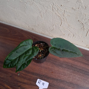 #R11 Anthurium Black Sensation x - With Pup