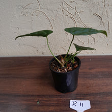 Load image into Gallery viewer, #R11 Anthurium Black Sensation x - With Pup