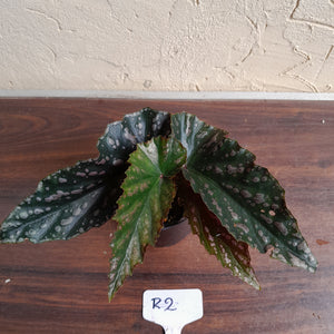 #R2 Begonia Unknown