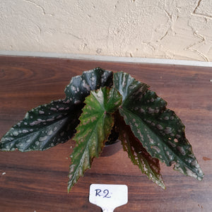 #R2 Begonia Unknown