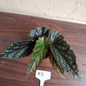 #R2 Begonia Unknown