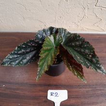 Load image into Gallery viewer, #R2 Begonia Unknown