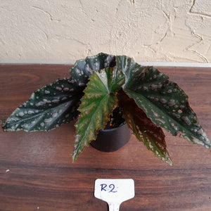 #R2 Begonia Unknown