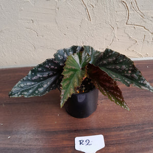 #R2 Begonia Unknown