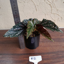 Load image into Gallery viewer, #R2 Begonia Unknown