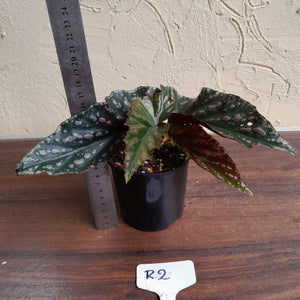 #R2 Begonia Unknown