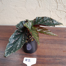 Load image into Gallery viewer, #R2 Begonia Unknown