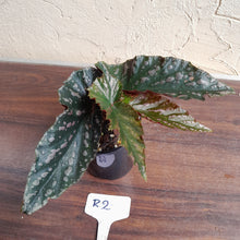 Load image into Gallery viewer, #R2 Begonia Unknown