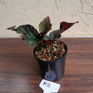 #R2 Begonia Unknown