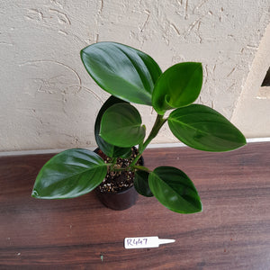 #R447 Philodendron Palaciosii