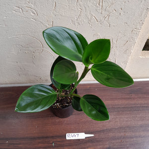 #R447 Philodendron Palaciosii