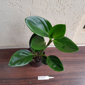 #R447 Philodendron Palaciosii