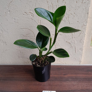 #R447 Philodendron Palaciosii