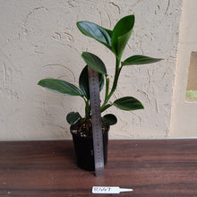 Load image into Gallery viewer, #R447 Philodendron Palaciosii